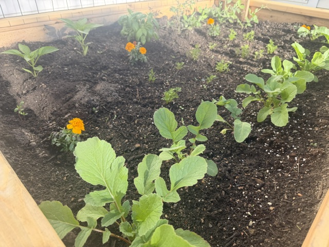 Young vegetable plants and marigolds in a raised cedar bed