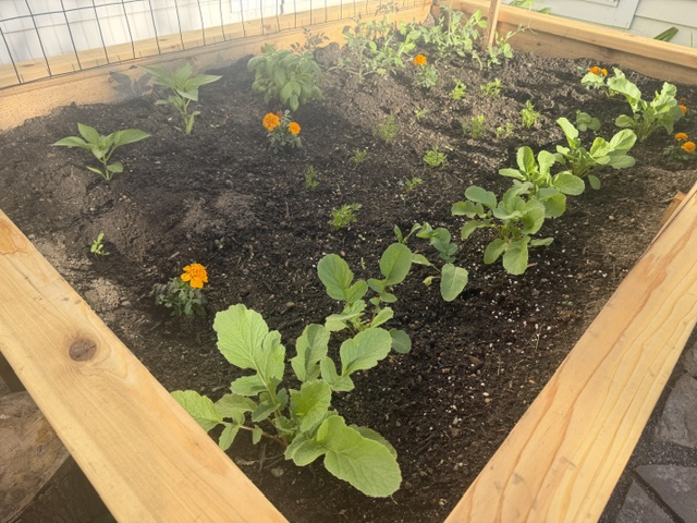 Leafy greens and marigolds growing in a raised cedar bed