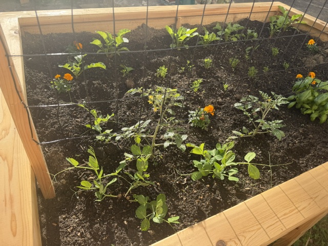 Cedar raised bed planted with tomatoes, marigolds, and fresh greens