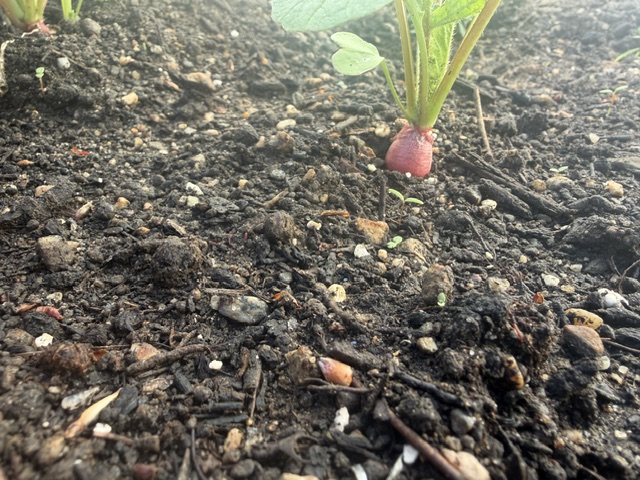 A radish poking through the soil in a raised garden bed