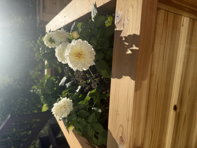 White dahlias blooming in a cedar raised garden bed