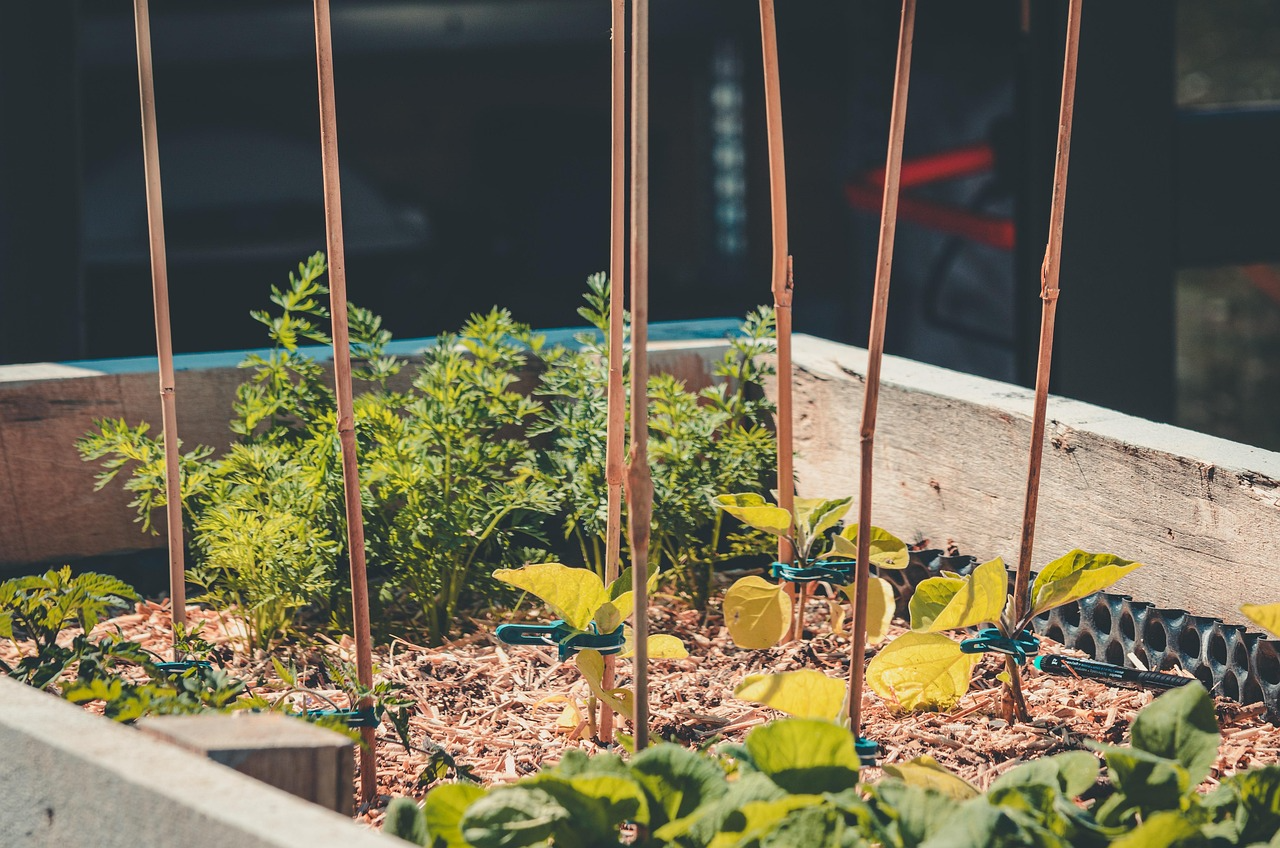 Beautiful cedar raised garden beds in a sunny backyard